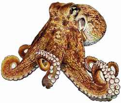 Octopus_vulgaris